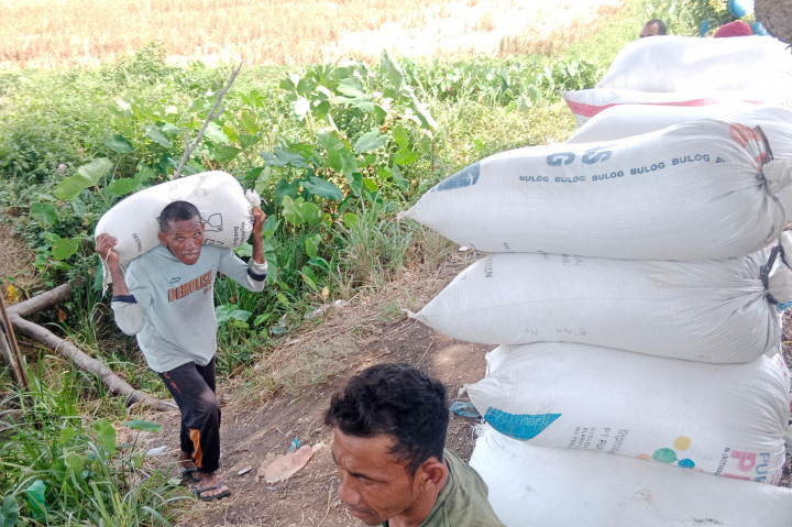 Di Kabupaten Pidie misalnya, sejak dua pekan terakhir ratusan ha (hektare) tanaman padi musim tanam gadu (musim tanah kedua) mulai panen. Diduga akibat fenomena alam El Nino dan kemarau panjang yang melanda kawasan itu, hasil produksi gabah menurun drastis.