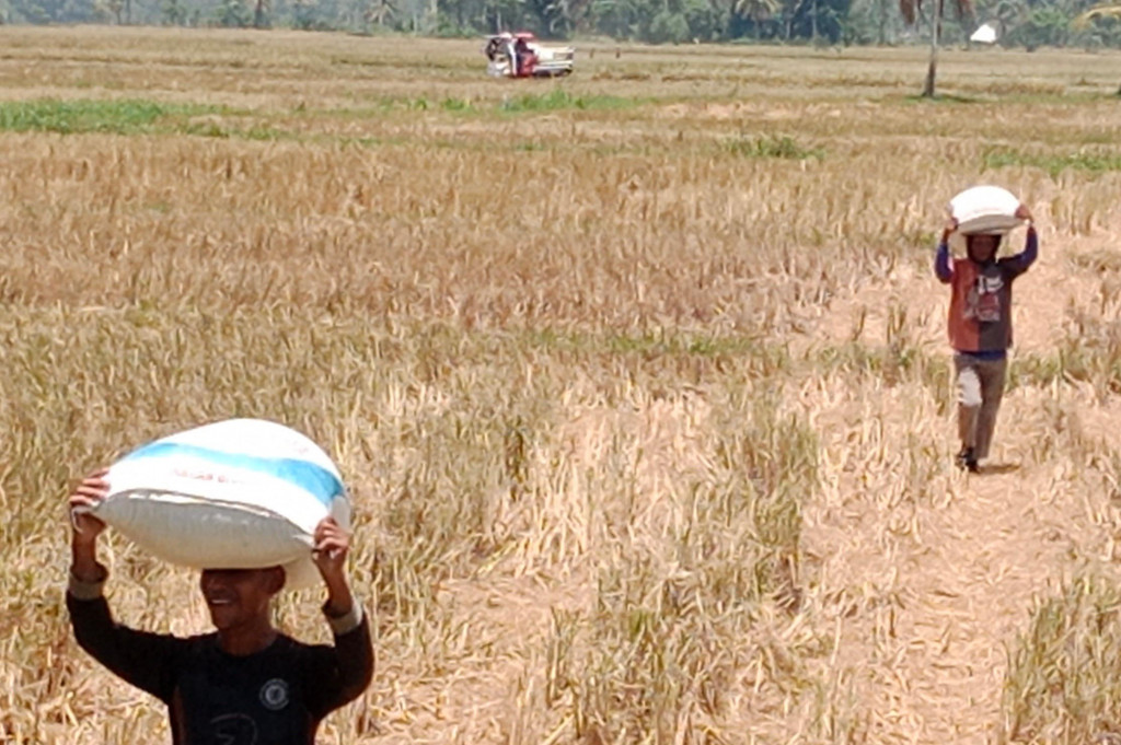 Hanya saja suhu udara, iklim atau fenomena cuaca yang membedakan. Ditambah lagi terjadi kekeringan sehingga terganggu petertubuhan atau peranakan batang hingga bergeser masa keluar malai serta berpengaruh keluar malai.