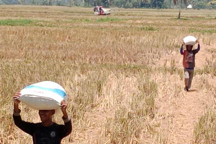 Hanya saja suhu udara, iklim atau fenomena cuaca yang membedakan. Ditambah lagi terjadi kekeringan sehingga terganggu petertubuhan atau peranakan batang hingga bergeser masa keluar malai serta berpengaruh keluar malai.