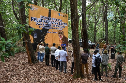 Balai Konservasi Sumber Daya Alam (BKSDA) Aceh melepasliarkan dua satwa liar dilindungi yakni kucing emas (catopuma temminicki) dan owa siamang (symphalangus syndactylus) ke Taman Wisata Alam (TWA) Jantho, Kabupaten Aceh Besar.
