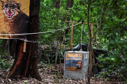 Kepala BKSDA Aceh Ujang Wisnu Barata di Aceh Besar, mengatakan pelepasliaran tersebut sebagai upaya mengembalikan kedua satwa dilindungi tersebut ke habitatnya. 