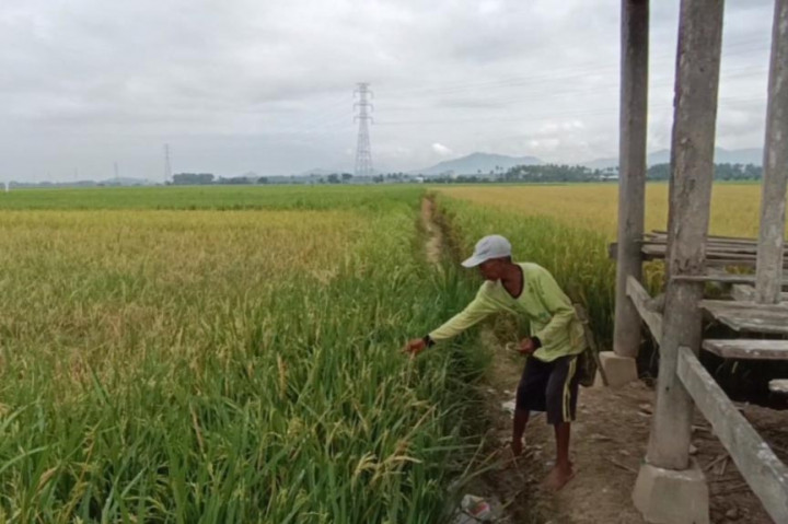 Akibat diserang hama tikus, puluhan hektare sawah di Labasang, Kabupaten Polewali Mandar, Sulawesi Barat mengalami gagal panen. Akibatnya petani mengalami kerugian hingga jutaan rupiah.