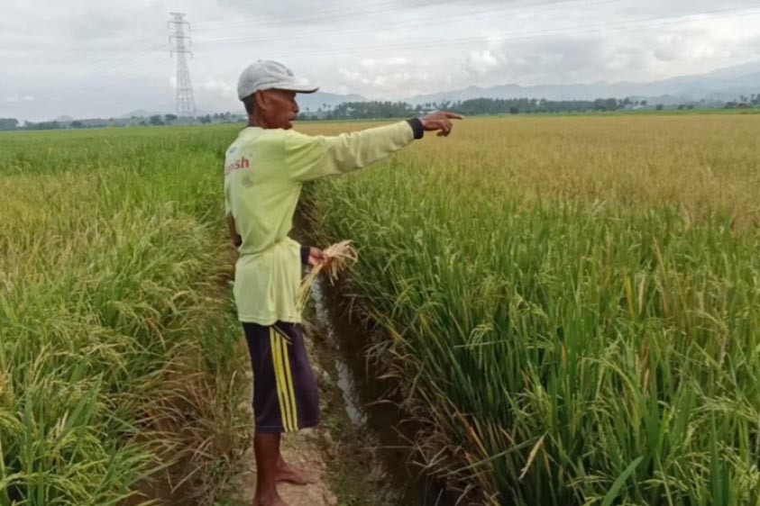 Puluhan hektare tanaman padi milik petani di Labasang Tonrolima, Kecamatan Wonomulyo, Kabupaten Polewali Mandar, Sulawesi Barat diserang hama tikus. Hama tikus ini menyerang bagian bawah batang pohon padi sehingga akar menjadi membusuk membuat tanaman padi tidak bisa menghasilkan buah dan tidak bisa berkembang dengan maksimal.