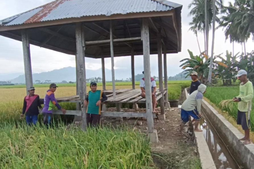 Menurut petani, hama tikus ini muncul pasca terjadinya bencana banjir beberapa waktu lalu. Hama tikus ini mulai menyerang padi petani saat usia padi baru berumum 25 hari. Akibatnya, tanaman padi yang telah memasuki usia 70 hari dan telah siap panen ini mengalami kering dan mati.