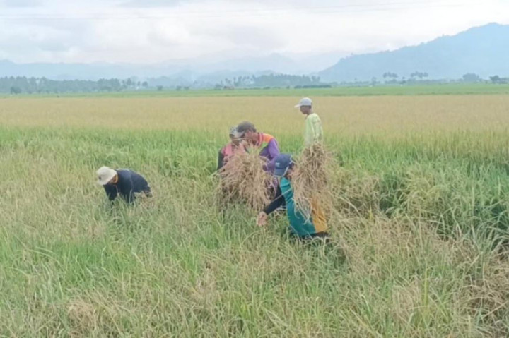 Untuk mencegah penyebaran hama tikus ini semakin meluas, petani telah melakukan upaya dengan cara menyemprotan menggunakan pestisida, namun upaya tidak berhasil sebab hama tikus ini telah terlanjur menyebar.