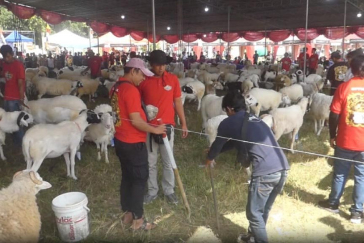 Ratusan domba dari berbagai daerah di Pulau Jawa meriahkan kontes domba nasional yang diselenggarakan di lapangan Desa Candiretno, Kabupaten Magelang, Jawa Tengah. Domba domba dinilai secara kualitatif dan kuantitatif untuk memperebutkan total hadiah seratus juta rupiah.