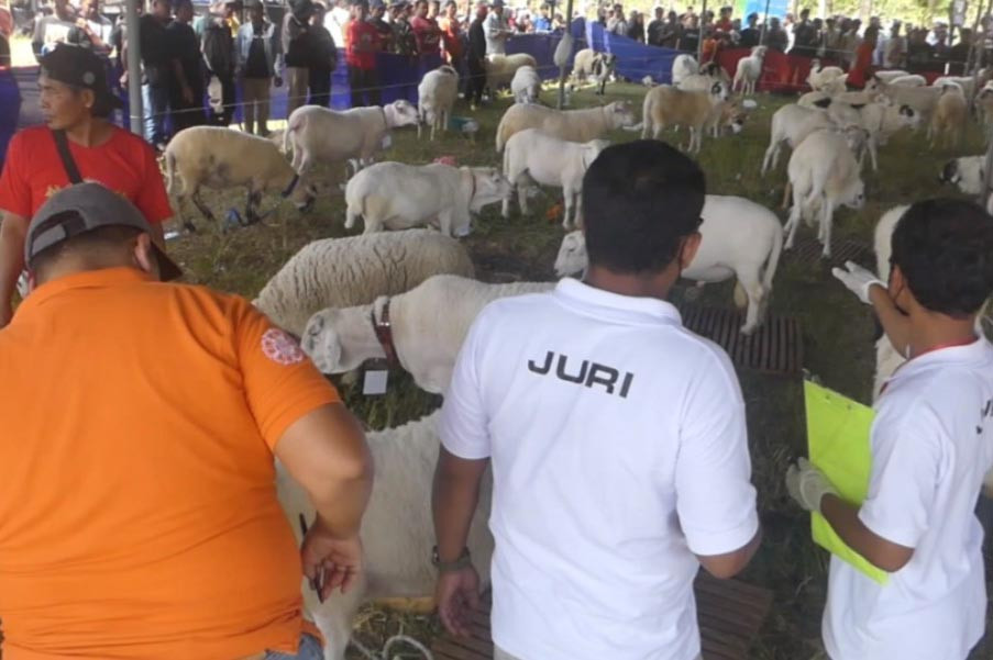 Seperti inilah kontes domba nasional yang diselenggarakan dilapangan desa candiretno, Kecamatan Secang, Kabupaten Magelang, Jawa Tengah pada Minggu, 4 Agustus 2024 siang. Ratusan domba dari berbagai daerah di Pulau Jawa nampak memeriahkan event yang baru pertama kali dilangsungkan tersebut.