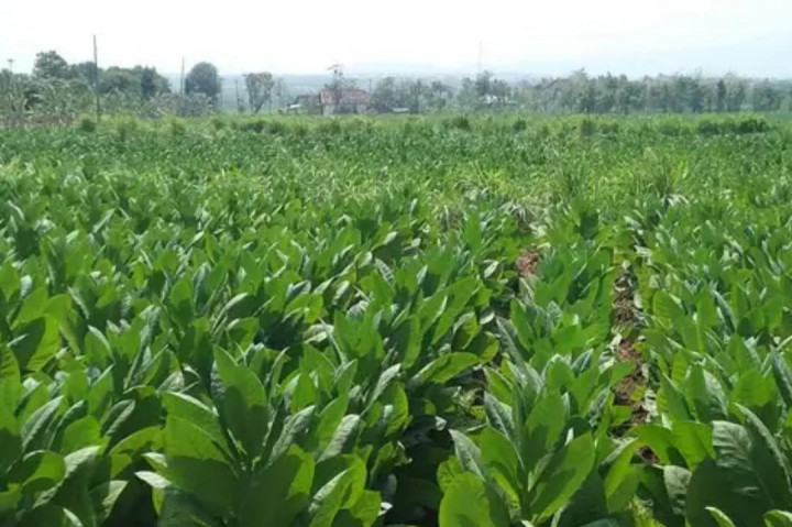 Musim kemarau panjang dan keterbatasan sumber pengairan di sawah, petani di Kabupaten Blora, Jawa Tengah beralih ke budidaya tembakau, luas lahan tembakau melonjak hingga 250 persen dibandingkan tahun sebelumnya.