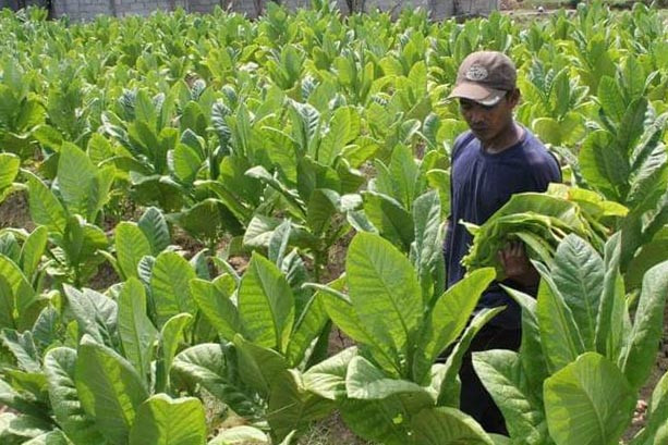 Pemantauan Media Indonesia Selasa, 6 Agustus 2024 ribuan hektare area persawahan di Kabupaten Blora berubah dari sebelumnya tanaman padi menjadi kebun tembakau, ribuan petani memiliki mengganti tanaman pangan ke bududaya tembakau, karena keterbatasan air baik di sawah maupun sungai yang ada akibat kemarau panjang dan tidak ada hujan lebih dari dua bulan.