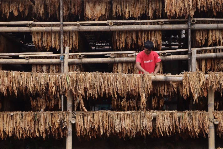 Kepala Dinas Pertanian Boyolali, Joko Suhartono menyebut, bahwa panen kali ini diprediksi yang terbaik bagi para petani tembakau. 