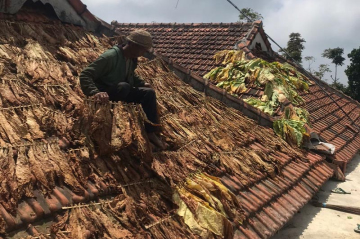 Petani tembakau lereng merapi kawasan Boyolali, sejak gelaran tradisi 'Tumbuk Tembakau' pada awal bulan ini sangat bersemangat memetik panen yang bakal berlanjut hingga awal September nanti.