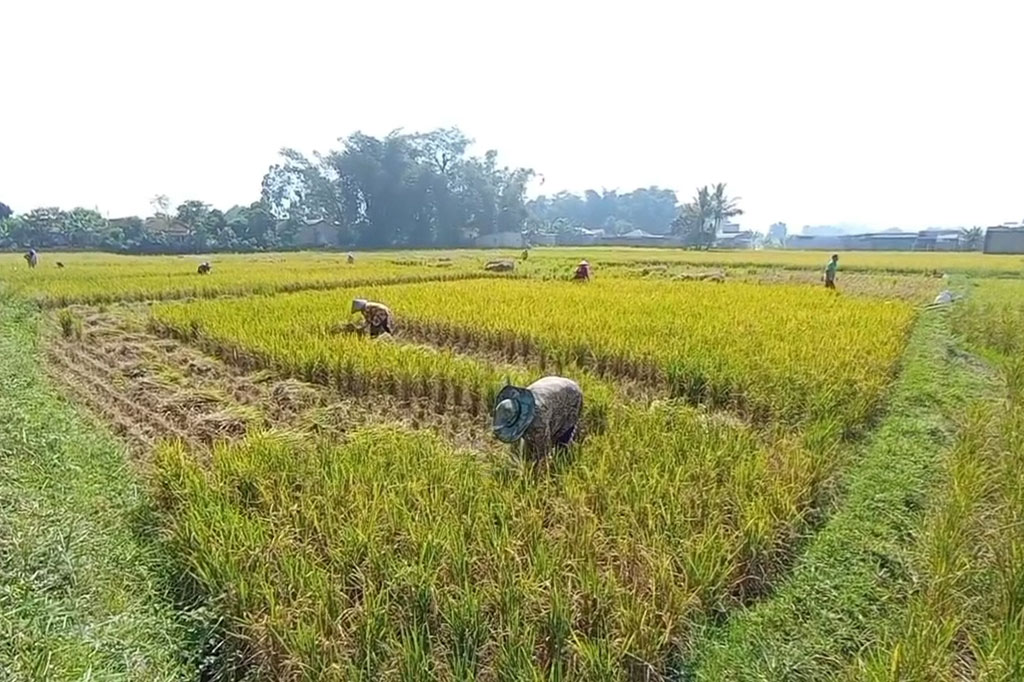 Para petani di Desa Citapen, Kecamatan Cihampelas, Bandung Barat, Jawa Barat mengalami gagal panen akibat musim kemarau panjang. 