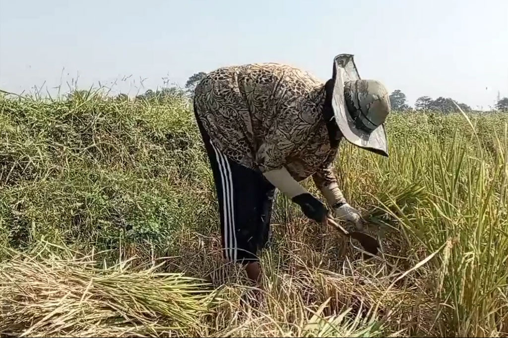 Sekitar 5.508 hektar sawah dari enam kecamatan yang terancam gagal panen dampak musim kemarau.
