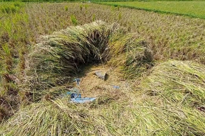 Untuk mengantisipasi kerugian yang besar/para petani pun memilih untuk memanen lebih awal. Menurut Ali, petani, dari 7500 meter persegi sawah, saat ini yang didapat hanya seperempat, atau biasanya mendapatkan 1 ton kini hanya 250 kilogram saja.