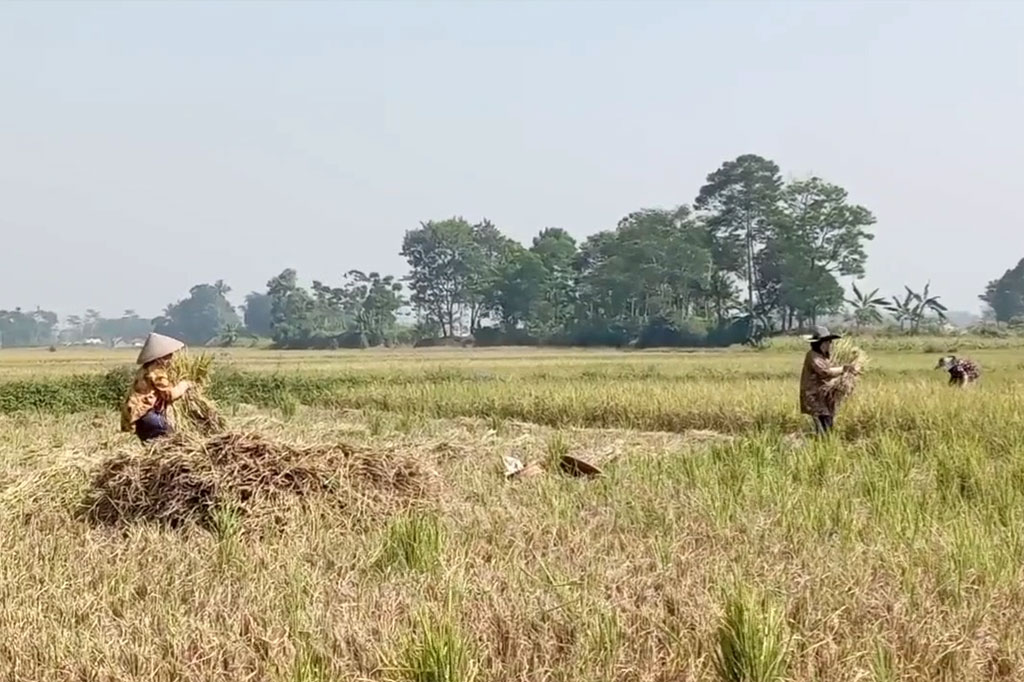 Data dari Dinas Ketahanan Pangan dan Pertanian Bandung Barat, ada 5.508 hektar sawah dari enam kecamatan yang terancam gagal panen dampak musim kemarau. 