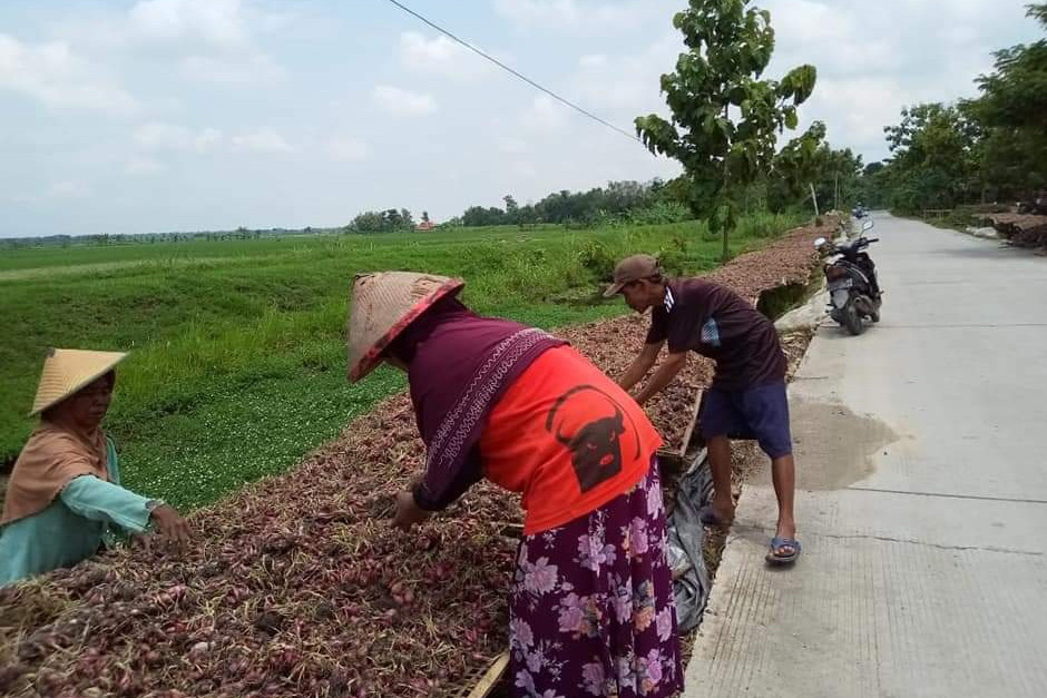 Di pasaran harga bawang merah sebelumnya berkisar Rp30.000 per kilogram, namun saat ini sebagai dampak berlimpahnya hasil panen di sejumlah daerah tersebut harga bawang merah Ro15.200-Rp21.000 per kilogram. 
