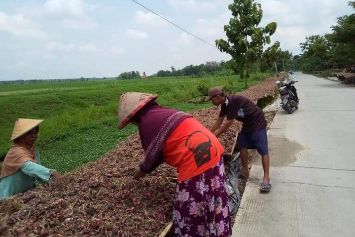Di pasaran harga bawang merah sebelumnya berkisar Rp30.000 per kilogram, namun saat ini sebagai dampak berlimpahnya hasil panen di sejumlah daerah tersebut harga bawang merah Ro15.200-Rp21.000 per kilogram. 
