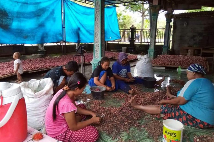 Pemantauan Media Indonesia Minggu, 18 Agustus 2024 petani di sejumlah daerah di Jawa Tengah seperti Brebes, Pati, Grobogan dan Demak sedang menghadapi musim panen bawang merah di musim kemarau ini, akibatnya produk bawang berlimpah petani harus kewalahan memasarkan produk dan dampak paling dirasakan harga anjlok.