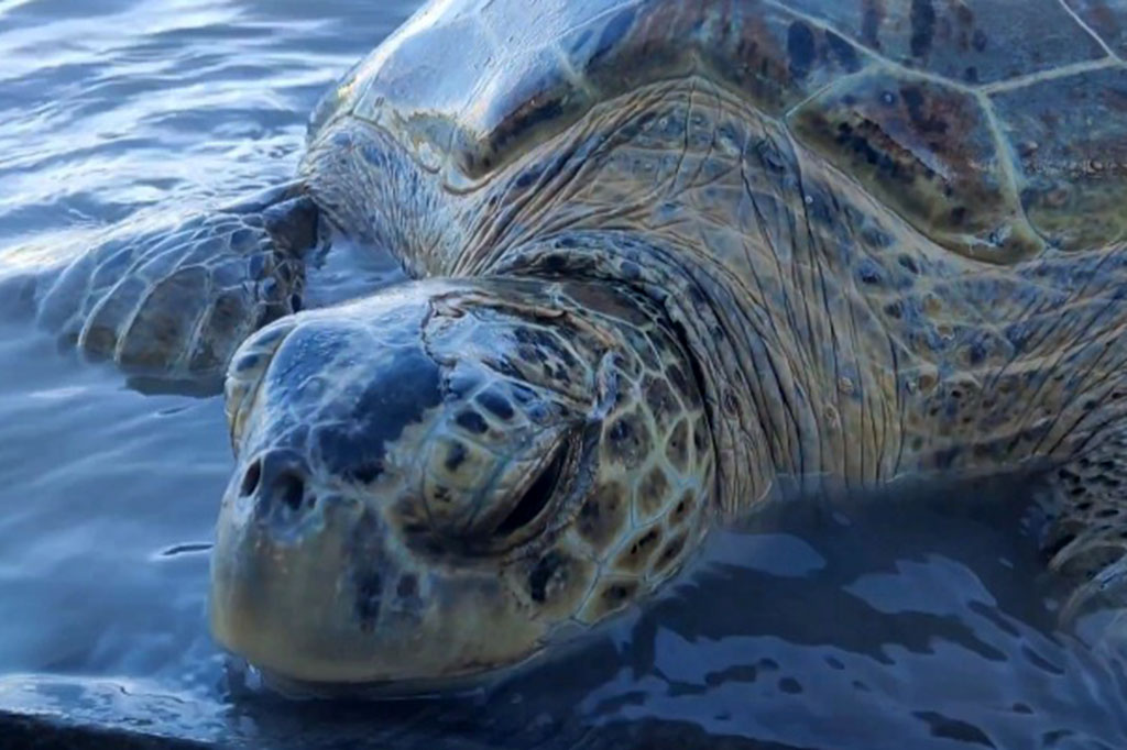 Menurut Manager PPS Alobi foundation Bangka Belitung Endi R Yusuf penyu tersebut ditemukan dalam kondisi lemah serta terdapat luka di bagian kepala dan kesulitan untuk kembali ke tengah laut.
