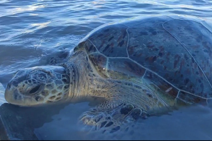 Setelah dievakuasi, penyu hijau itu kemudian mendapatkan perawatan medis. Penyu ini rencananya akan dilepasliarkan jika kondisinya sudah membaik dan dinyatakan layak kembali ke habitatnya.