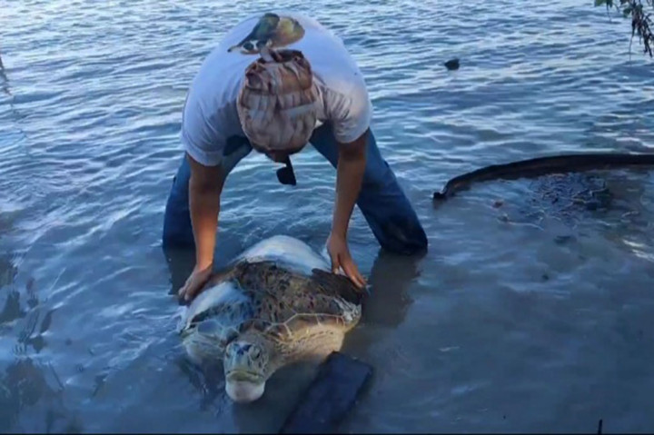 Seekor penyu raksasa berbobot sekitar 50 kilogram, ditemukan warga terdampar di dekat Jembatan Emas, Pangkalpinang, Provinsi Bangka Belitung (Babel).