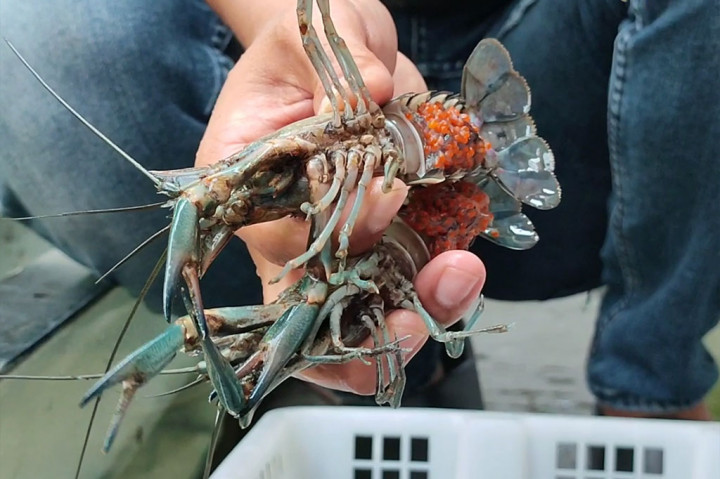 Selain itu, singkatnya masa kawin antara satu pekan hingga satu bulan, sang induk sudah dapat bertelur dan menetaskan 300 hingga 500 butir per satu kali tahap pembuahan. Tingkat keberhasilan penetasan pun tergolong tinggi, selama betina indukan ditempat terpisah saat proses berlangsung.