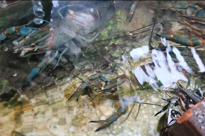 Budidaya lobster air tawar ini sudah dilakukan Satrio sejak 2006 silam. Kolam buatan berbahan semen di teras rumah berukuran kurang dari 5 meter persegi pun menjadi lokasi mengumpulkan cuan.