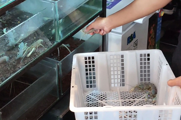 Selama ini, lobster hasil budidaya warga Lowokwaru, Kota Malang ini menjadi incaran hotel dan restauran Malang Raya dan kota besar di Pulau Jawa. Dalam sepekan, 50 hingga 100 kilogram lobster habis diserap pasar dengan harga jual Rp200 hingga Rp250 per kilogram.