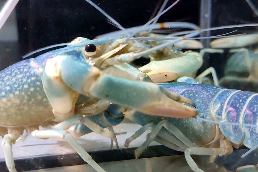 Tak hanya itu, satrio juga menyediakan paket satu set indukan lobster terdiri tiga ekor jantan dan lima betina, dengan harga Rp350 ribu hingga Rp1 juta, tergantung jenis, ukuran, dan kualitas indukan. 