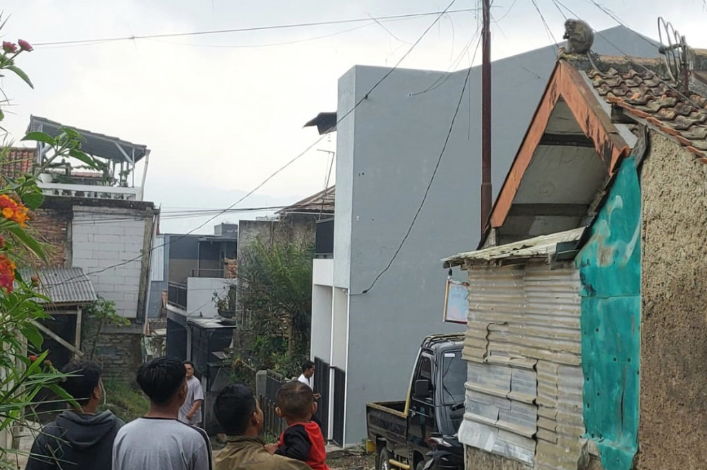 Masyarakat di Desa Langensari, Kecamatan Lembang, Kabupaten Bandung Barat dikejutkan kehadiran seekor monyet liar yang berkeliaran di pemukiman.