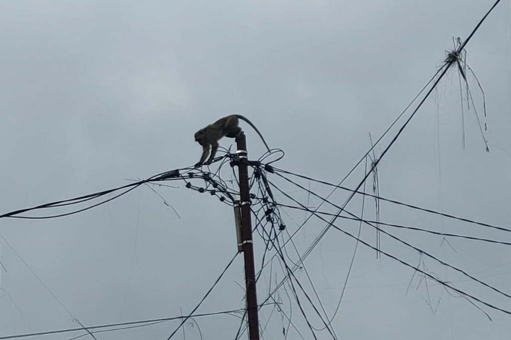 Hewan yang biasa menghuni hutan itu terlihat melompat di atap rumah, mencari makanan bahkan berjalan di atas kabel listrik. Warga berusaha mengusir monyet agar tak mengancam keselamatan manusia.