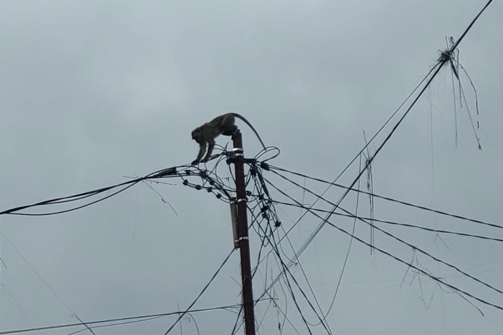 Hewan yang biasa menghuni hutan itu terlihat melompat di atap rumah, mencari makanan bahkan berjalan di atas kabel listrik. Warga berusaha mengusir monyet agar tak mengancam keselamatan manusia.