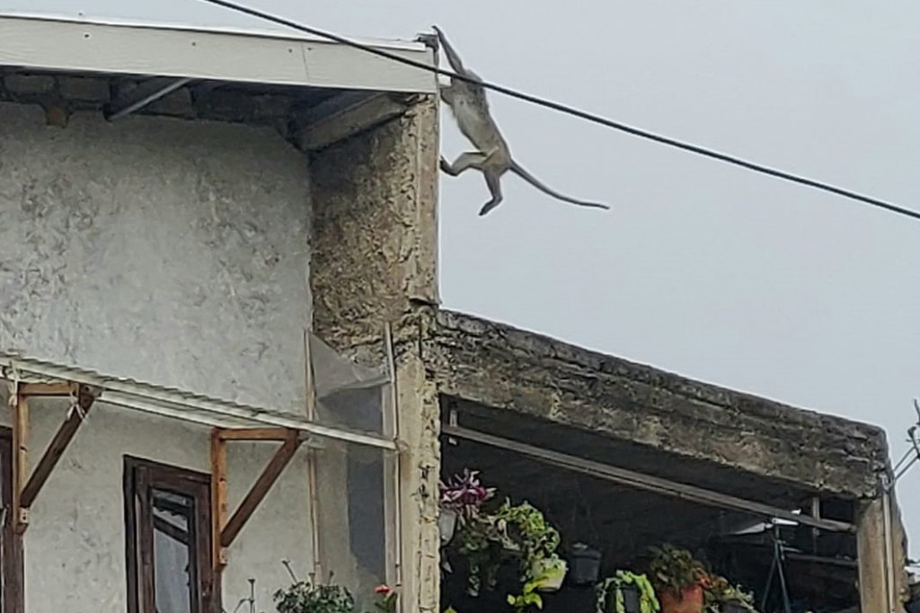 Monyet ekor panjang ini pertama kali terlihat pada Selasa, 10 September 2024 sekitar pukul 09.00 WIB. Warga menduga, keberadaan hewan primata itu sudah berkeliaran di pemukiman sejak beberapa hari lalu.