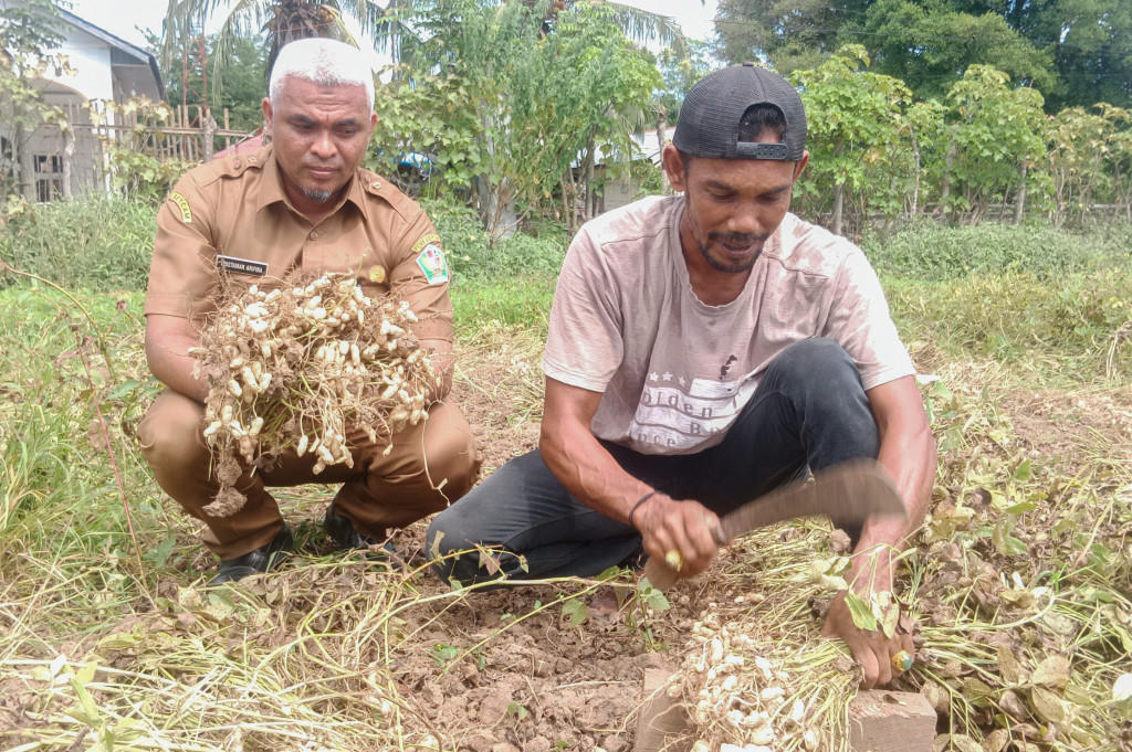 Fenomena El Nino tidak menyurut minat petani di kawasan Provinsi Aceh untuk bercocok tanam. Meski cuaca panas dan kemarau panjang mereka selalu bersahabat dengan alam.