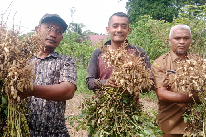 Karena itu para petani di Kecamatan Simpang Tiga, Kabupaten Pidie, Provinsi Aceh, kini marasa riang gembira. Pasalnya lahan sawah mereka sedang memasuki musim panen kacang tanah.