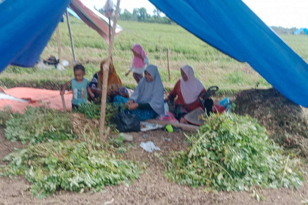 Misalnya dengan cara menanam tanaman pangan yang bandel keleringan, kacang-kacangan, palawija atau sayuran lainnya yang mampu beradaptasi dengan cuaca. Itu dilakukan untuk mengisi kekosongan lahan sawah karena tidak bisa menanam padi musim gadu, akibat krisis sumber air dan dilanda fenomena alam El Nino.