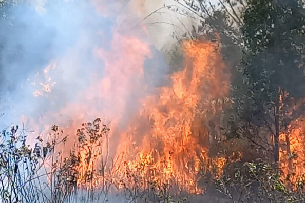 Pihaknya mencatat hingga 6 September luas lahan yang terbakar di Bangka Belitung sudah mencapai 66,81 hektare. Luas lahan terbakar menurutnya akan terus bertambah, seiring musim kemarau saat ini.