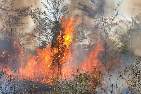 Kebakaran hutan dan lahan (Karhutla) di Provinsi Bangka Belitung (Babel) setiap hari terus terjadi, hingga 6 September lalu luas Karhutla sudah mencapai 66,81 hektare.