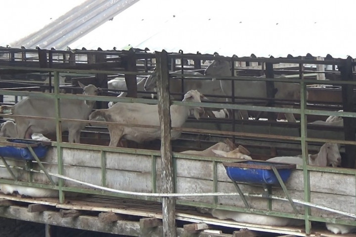 Program ini ditujukan untuk membantu peternak lokal kambing perah dalam meningkatkan produktivitas kambing perah melalui budi daya hijauan pakan unggul.