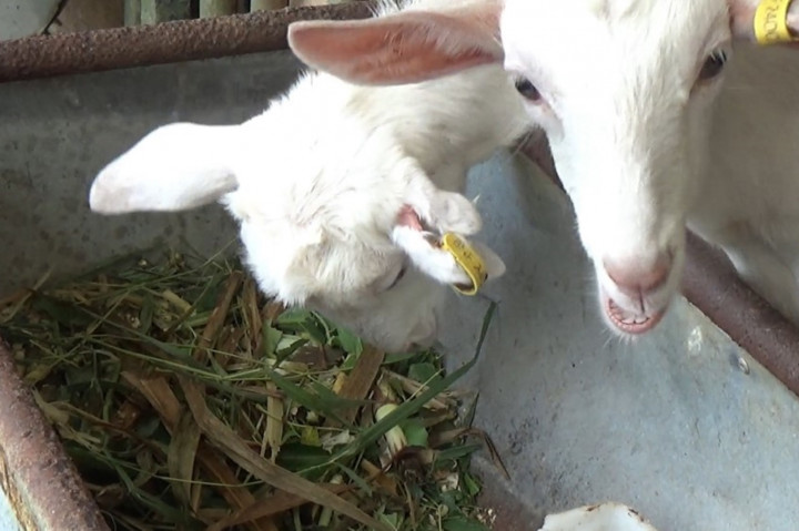 Laboratorium Hijauan Makanan Ternak dan Pastura (HMTP) Fakultas Peternakan (Fapet) Universitas Gadjah Mada meluncurkan program pengabdian kepada masyarakat yang bertema 'Budi daya Hijauan Pakan Unggul untuk Mendukung Pengembangan Ternak Kambing Perah' di Desa Pagerharjo, Kecamatan Samigaluh, Kabupaten Kulon Progo, Daerah Istimewa Yogyakarta. Peluncuran tersebut dilakukan pada Selasa, 10 September 2024.