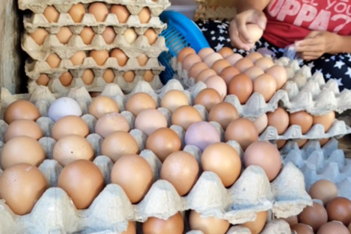 Harga telur ayam alami lonjakan di Pasar Sentral Majene, Sulawesi Barat sejak beberapa hari terakhir. Seorang pedagang, Salehah mengatakan, harga telur sebelumnya berkisar Rp45.000 ribu per rak berisi 30 butir telur.
