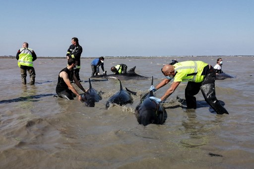 Tim penyelamat dan personel kota serta sains melaksanakan operasi penyelamatan lumba-lumba yang terdampar di teluk Fier d'Ars di Ile de Re (Pulau Re), di lepas pantai Atlantik barat Prancis, Selasa, 17 September 2024. 