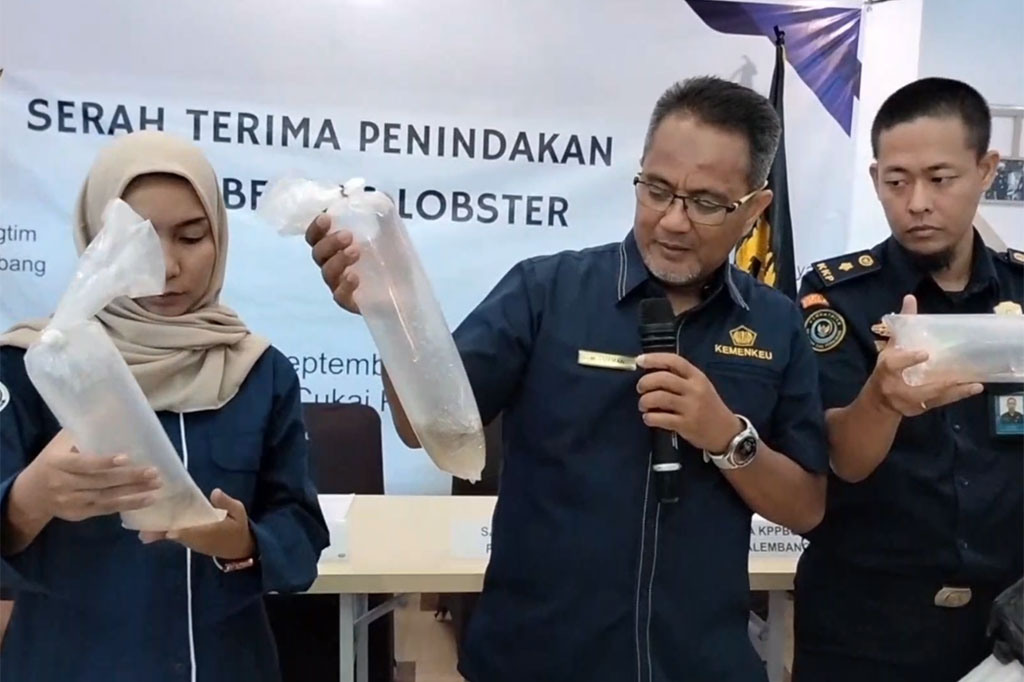 Penangkapan aktifitas penyelundupan benih lobster yang melibatkan tim gabungan Kanwil Bea Cukai Sumatera bagian timur dan Kantor Bea Cukai Palembang ini setelah adanya informasi dari masyarakat.