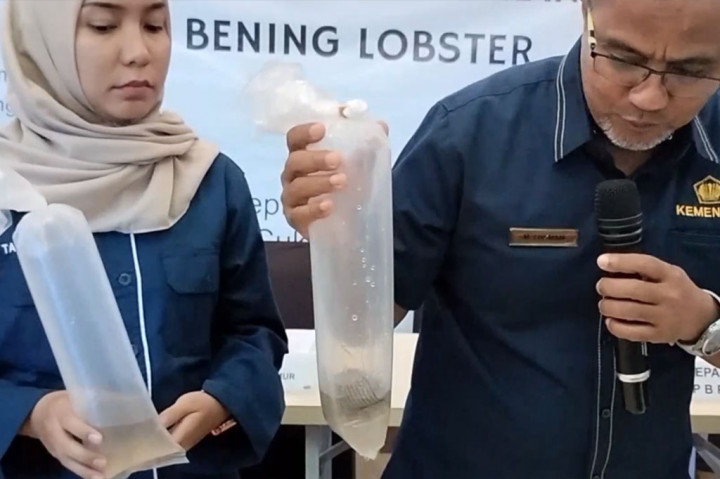 Selanjutnya petugas melakukan pengintaian di Jalan Soekarno Hatta Palembang dan mendapati mobil berplat nomor B 7382 UDA yang mengangkut BBL tersebut sedang melintas. Setelah mobil diberhentikan, petugas bea cukai mendapati sebanyak 27 kotak sterofoam berisikan 148.091 ekor benih lobster jenis pasir dan mutiara senilai Rp22,2 miliar.