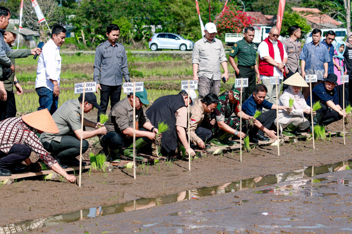Pemerintah Kabupaten Ciamis terus berupaya menjaga stabilitas pangan melalui gerakan tanam padi bersama masyarakat tergabung dalam Kelompok Tani Taniharja II bertempat di Desa Budiharja, Kecamatan Sindangkasih. Gerakan tanam padi, dilakukan sebagai upaya menjaga stabilitas ketersediaan pangan serta peningkatan produksi dan produktivitas.