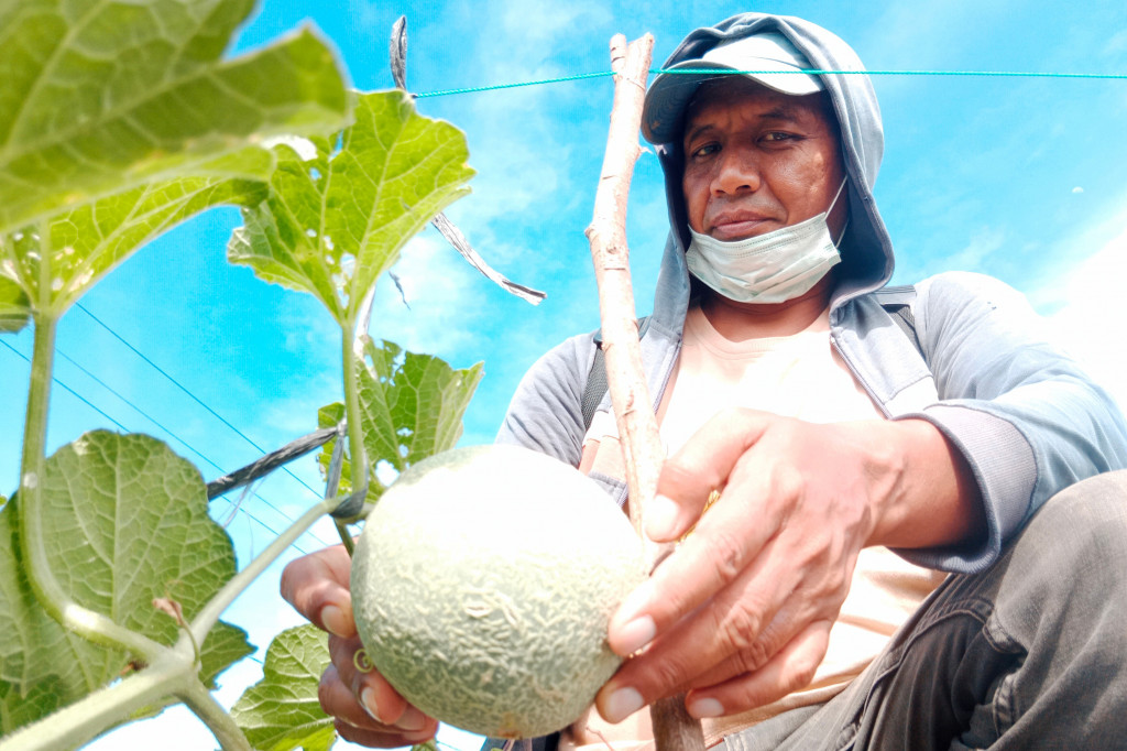 Petani melon di kawasan Kabupaten Pidie, Provinsi Aceh, merasa gembira dan bersyukur atas keberhasilan menanam melon. Pasalnya tanaman pengganti padi karena terjadi fenomena alam El Nino ini sekarang sudah panen.