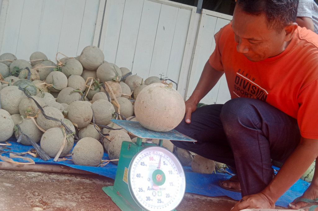 Adek, petani melon di Desa Mesjid Kemukiman Reubee, Kecamatan Delima, Kabupaten Pidie, kepada Media Indonesia, Rabu, 25 September 2024 menuturkan, minat menana melon itu berawal ketika kawasan setempat tidak bisa menanam padi karena kekeringan dan fenomena El Nino.