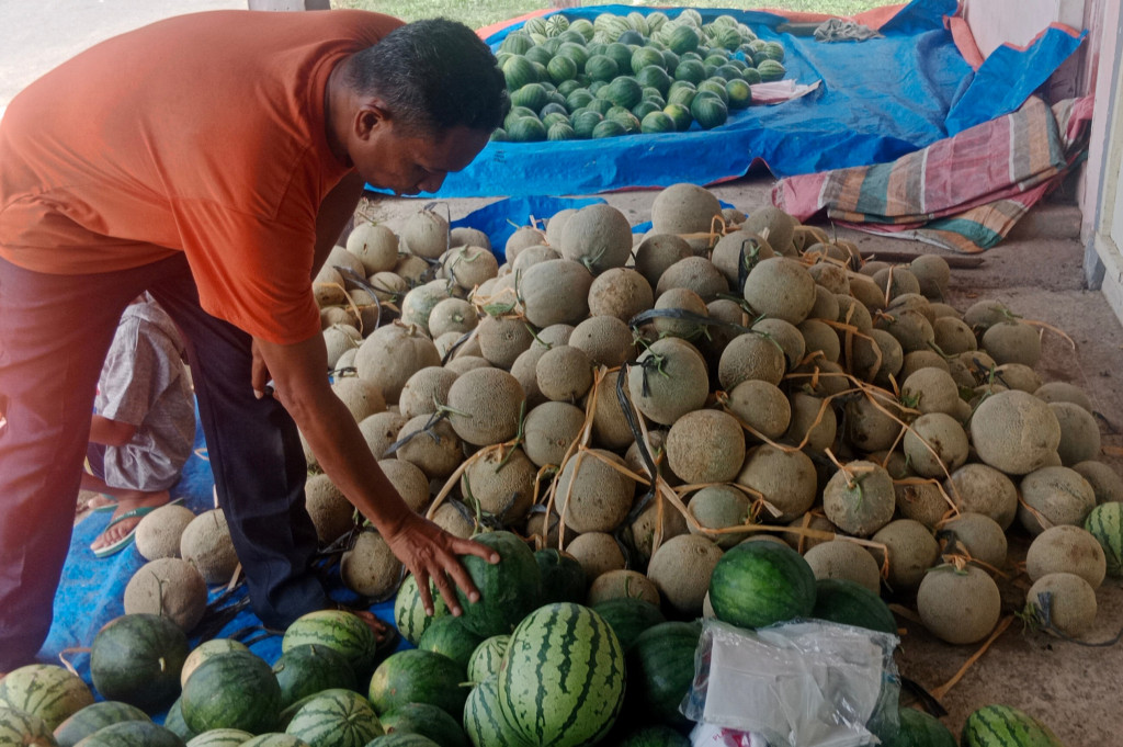 Padahal tanaman buah bahan baku sirup melon itu ditanami ditengah fenomena alam El Nino atau musim kekeringan dan cuaca panas. Syukur kondisi buah tinggi kadar air 95,19 persen, karbohidrat 1,99 persen dan 1,37 persen itu juga tergolong standar sesuai kebutuhan pasar.