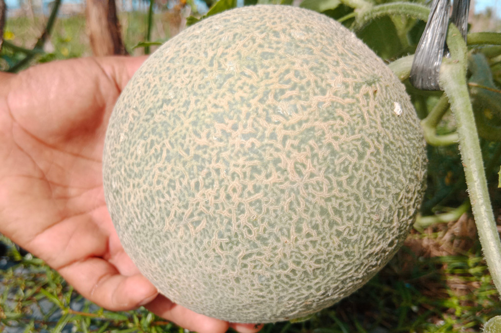 Karena krisis sumber air, sebagaimana petani sekitarnya, Adek pun harus beralih dari menanam padi ke tanaman semangka. Setelah semangka panen, giliran tahap ke dua, dia pun mencoba lagi ke palawija lainnya. Peralihan kedua inilah Adek mencoba menanam melon.