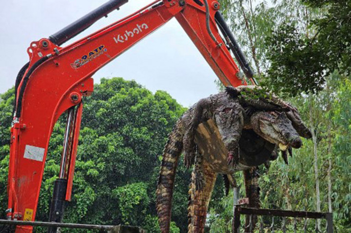Foto UGC yang diambil dan diunggah oleh pemilik peternakan buaya Natthapak Khumkad di Facebook pada Senin, 22 September 2024, menunjukkan buaya-buaya yang mati dipindahkan dengan alat berati di sebuah peternakan buaya di provinsi utara Thailand, Lamphun.